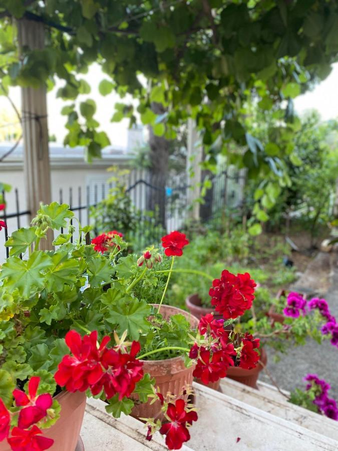 Apartments Mandarina Garden Petrovac Eksteriør bilde